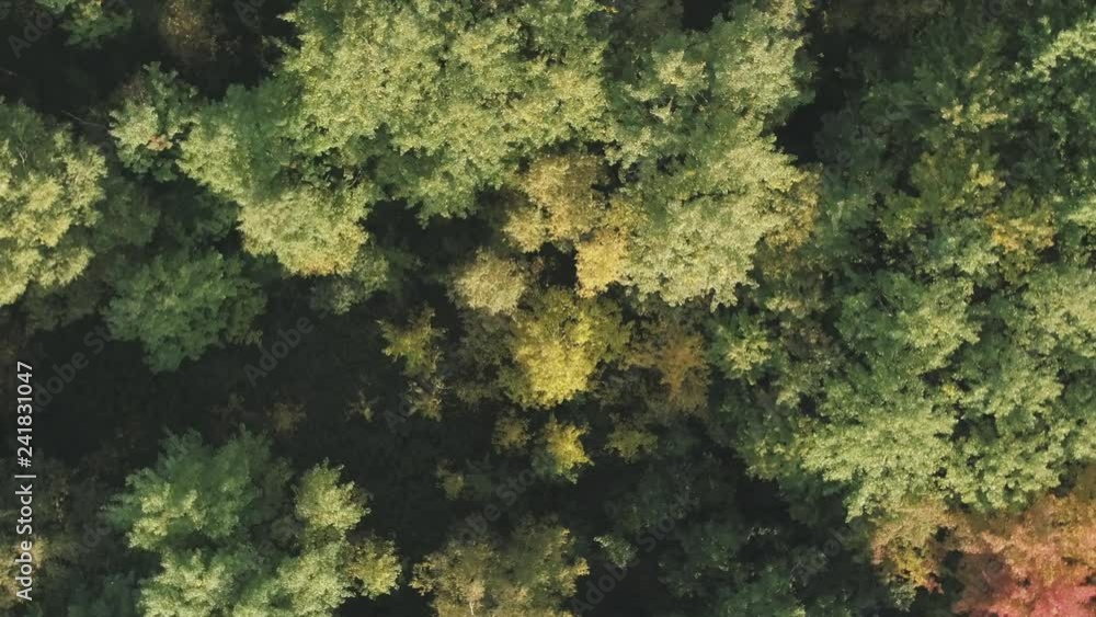 Aerial rotate top view flight over autumn trees in forest in september Aerial rotate top view flight over autumn trees in forest in september