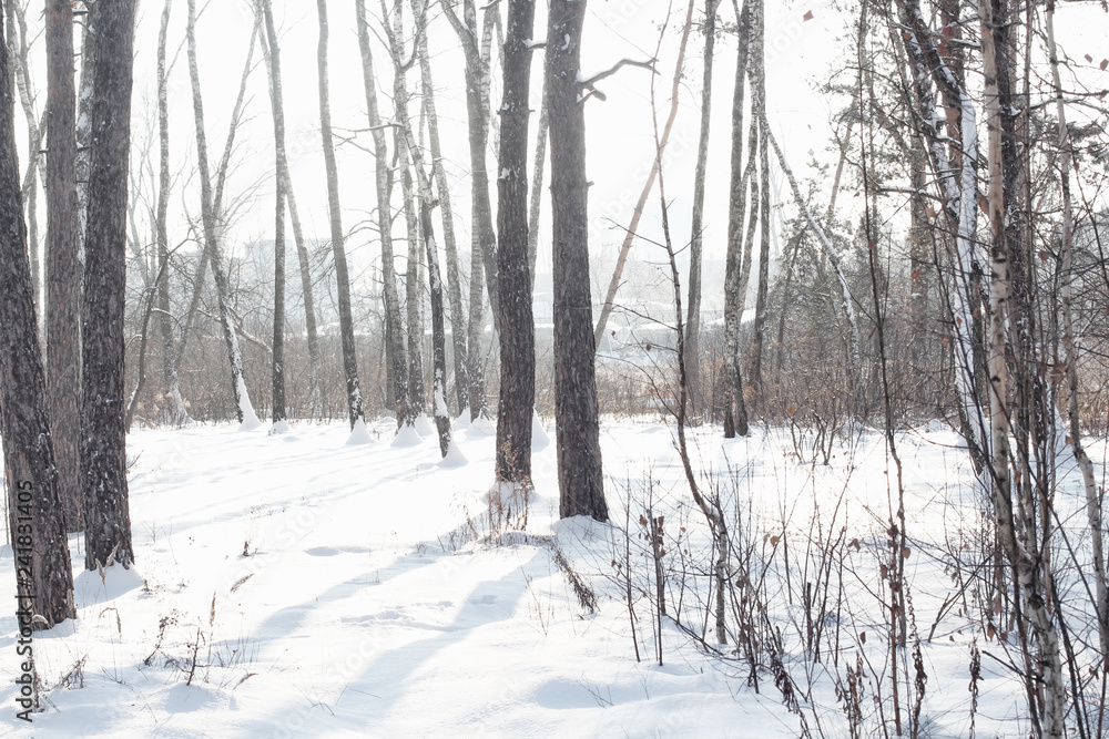 Tree branch isolated in the forest wilderness forming a new beginning. Tree forest background in snow setting. Snow on tree branch, bright blue sky, morning sky, morning sun.