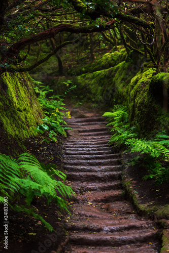 Path in Anaga Rainforest on Tenerife island, Spain.