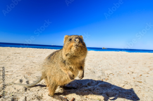 Photography A curious Quokka on the Basin Beach on Rottnest Island, Western Australia