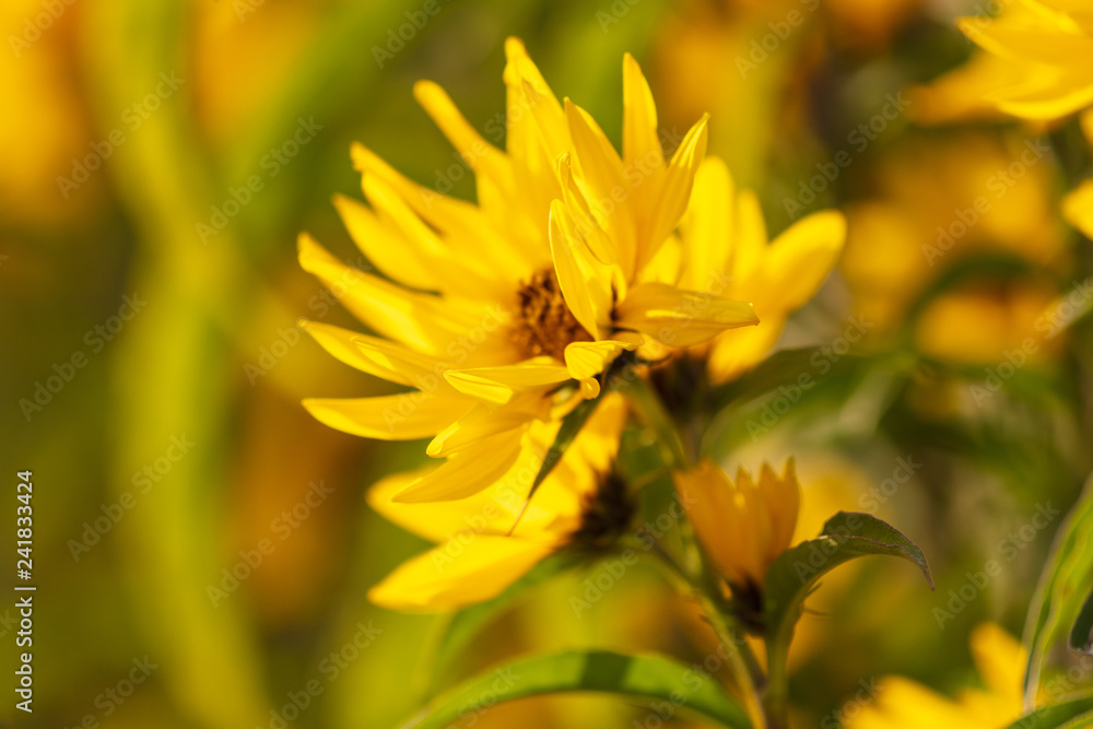 Beautiful yellow flower in the park Beautiful yellow flower in the park