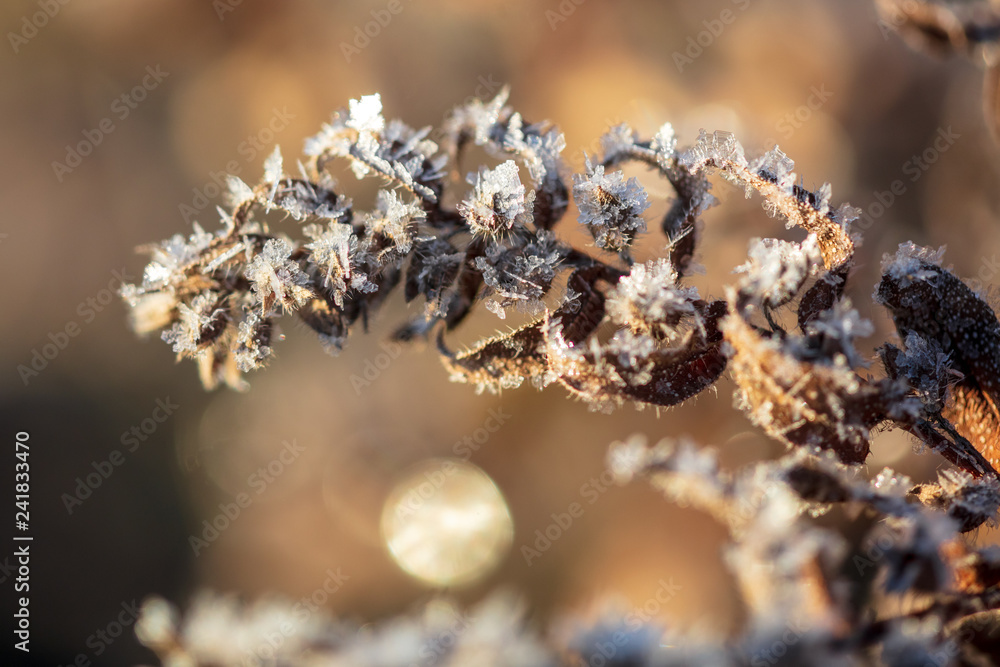 Dry grass in the morning at sunrise Dry grass in the morning at sunrise