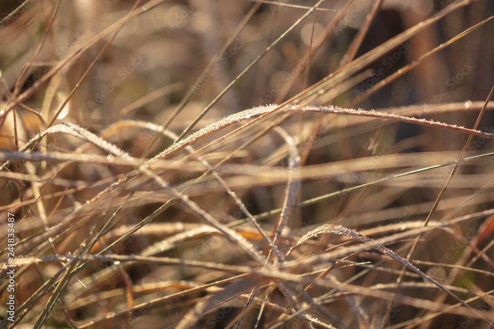 Fototapeta premium Dry grass in the morning at sunrise