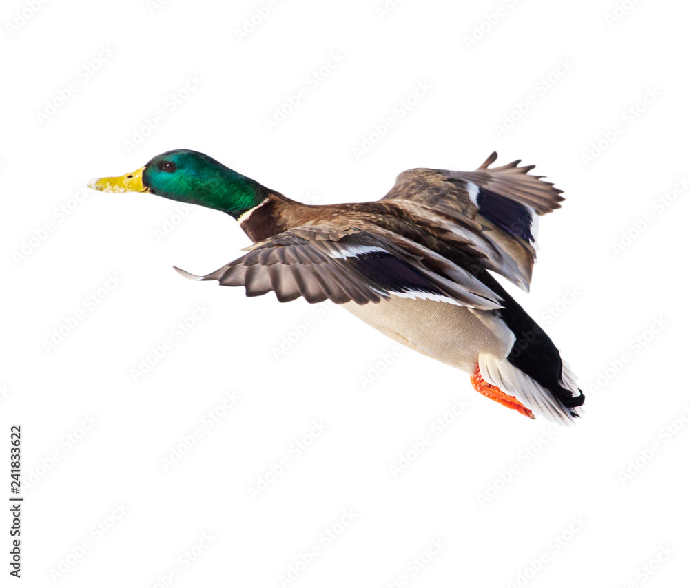 Obraz premium Duck in flight isolated on white background