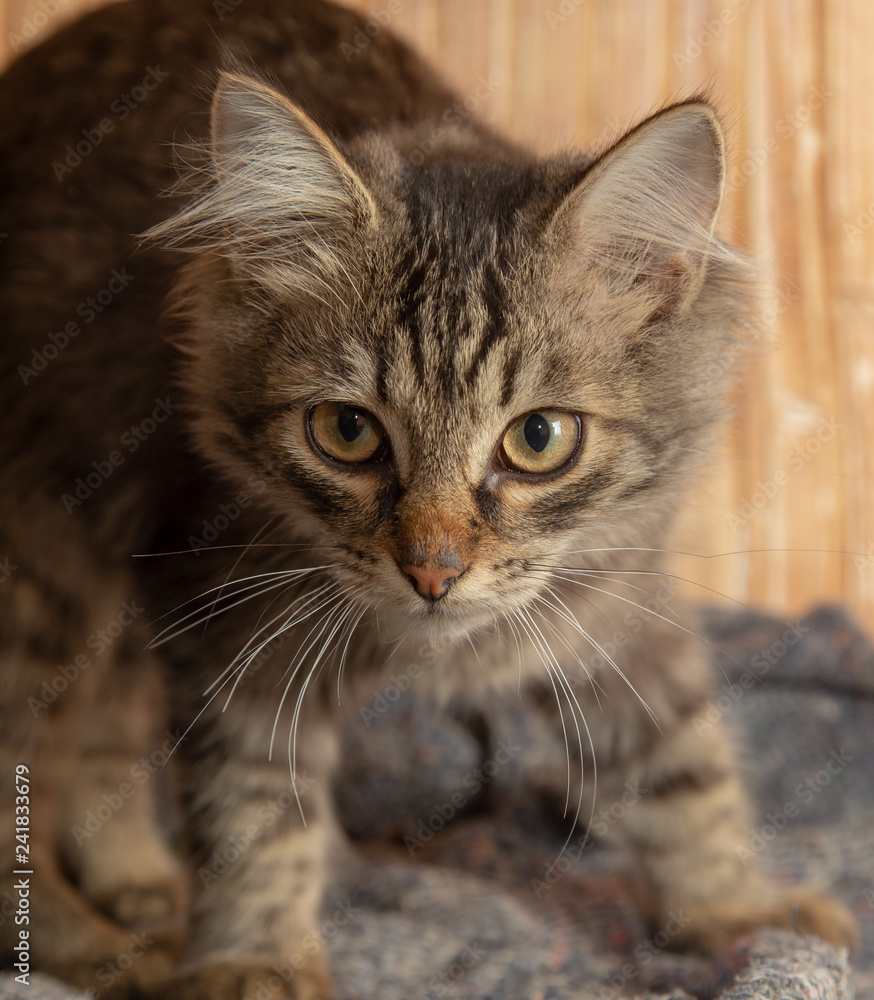 Portrait of a Maine Coon kitten