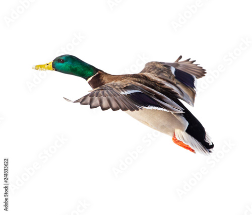 Duck in flight isolated on white background