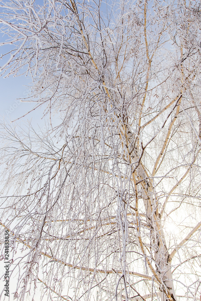 Frozen branches on a tree against a blue sky Frozen branches on a tree against a blue sky