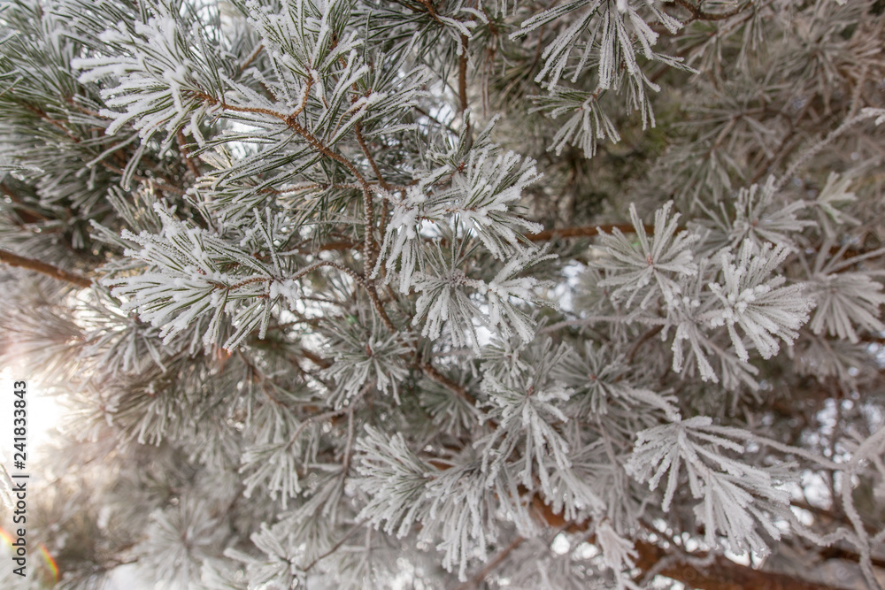 Frozen branches on a pine in the forest in winter Frozen branches on a pine in the forest in winter