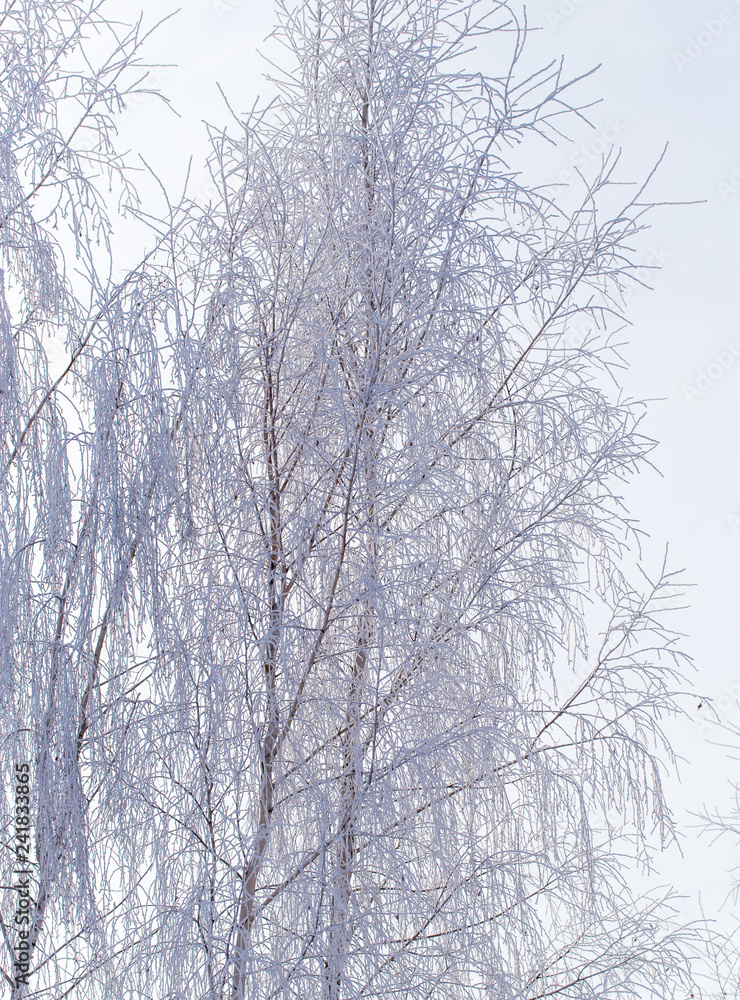 Frozen branches on a tree in the forest in winter