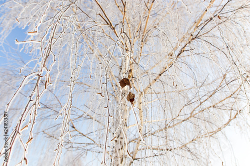 Frozen branches on a tree against a blue sky