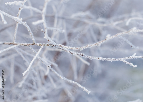 Frozen branches on a tree in the forest in winter © schankz