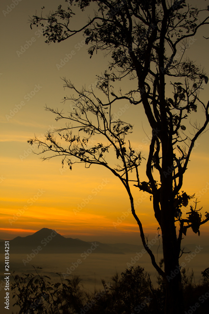 Silhouette of trees and  Beautiful sky sunrise. Mountain layer in morning sun ray and winter fog.