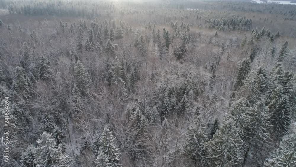 Aerial view: winter forest. Snowy tree branch in a view of the winter forest. Winter landscape, forest, trees covered with frost, snow. Aerial footage, 4K video. Aerial view: winter forest. Snowy tree branch in a view of the winter forest. Winter landscape, forest, trees covered with frost, snow. Aerial footage, 4K video.