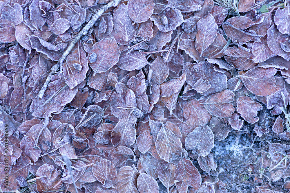 frozen leaves on the floor