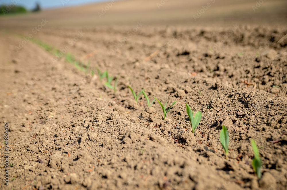 Young wheat sprouts on freshly plowed field. Young wheat sprouts on freshly plowed field.