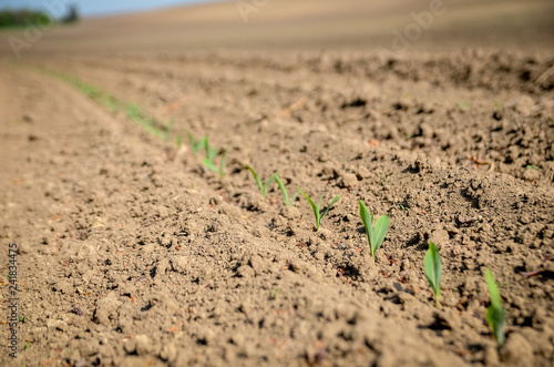 Young wheat sprouts on freshly plowed field.