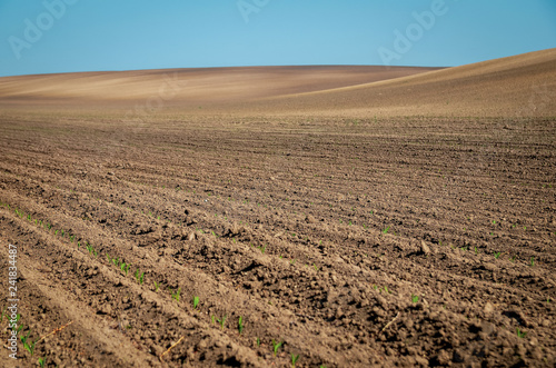 Agricultural landscape of freshly tilled field with young wheat sprouts on blue sky background. Copy space.