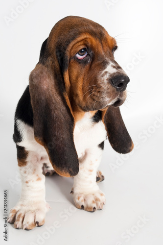 chien, beagle, animal, chiot, animal de compagnie, joli, chien de chasse, canidae, blanc, basset, basset, être assis, race, isolé, oreilles, studio, brun, mammifère, jeune, adorable, fond blanc, domes