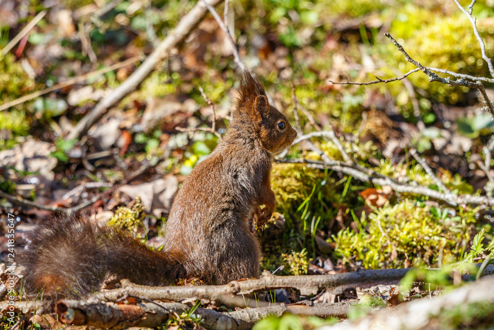 Fototapeta premium Red Squirrel sitting at the forest ground