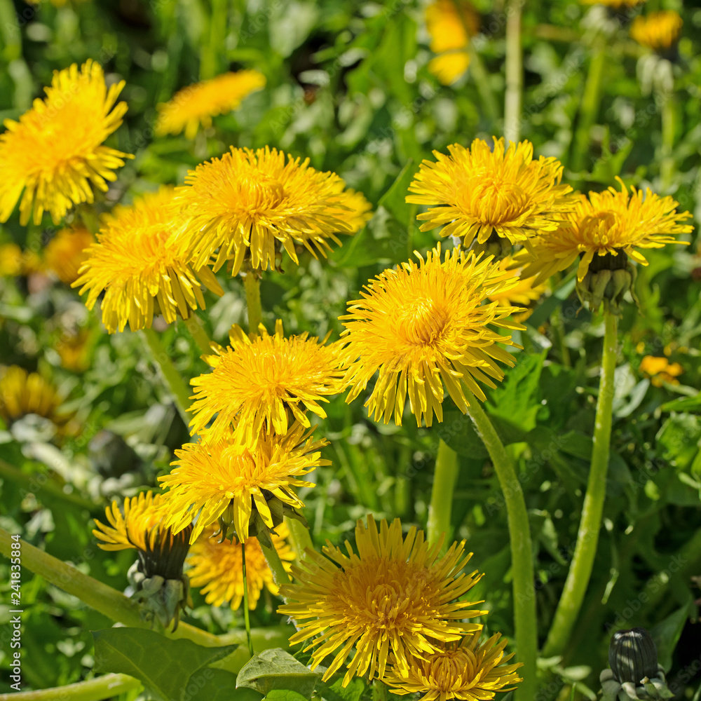 Blühender Löwenzahn, Taraxacum Blühender Löwenzahn, Taraxacum