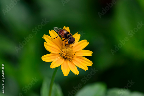bee on flower © Manu