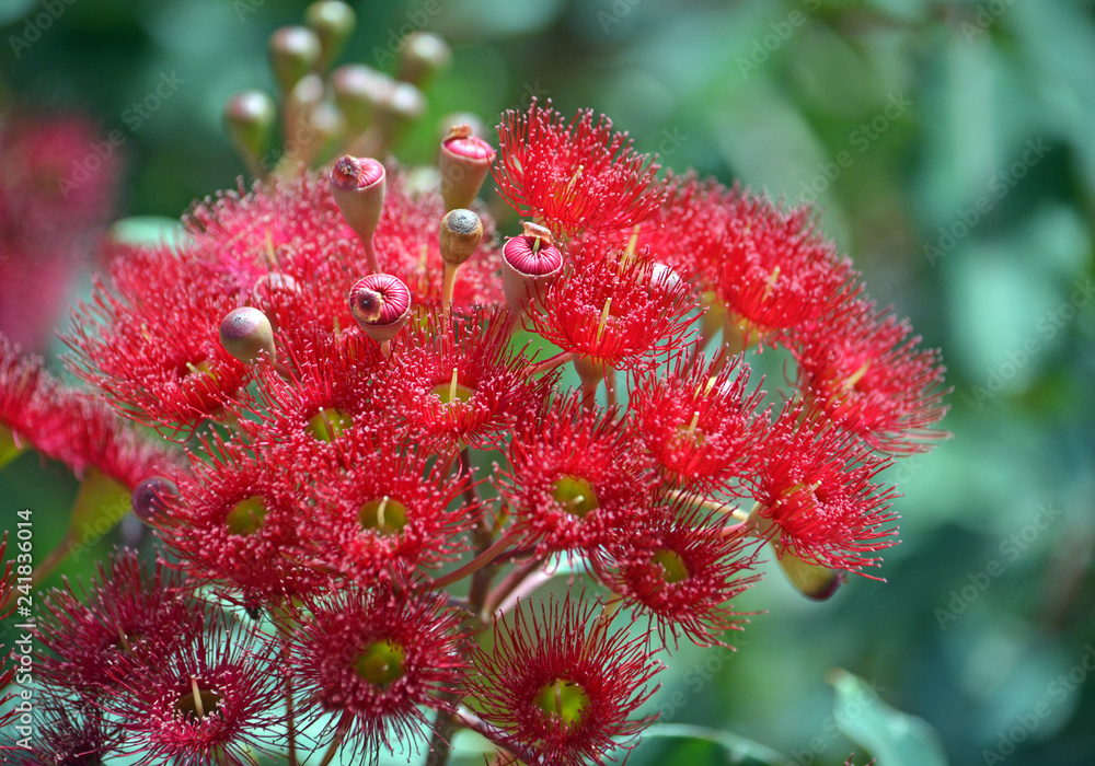 Red flowering gum tree blossoms, Corymbia ficifolia ‘Wildfire’, Family Myrtaceae. Endemic to Stirling Ranges near Albany in on south west coast of Western Australia. 