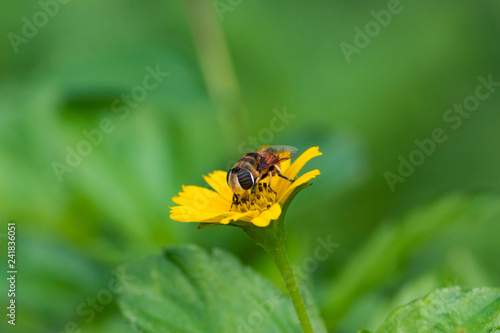 honey bee on wild flower © Manu
