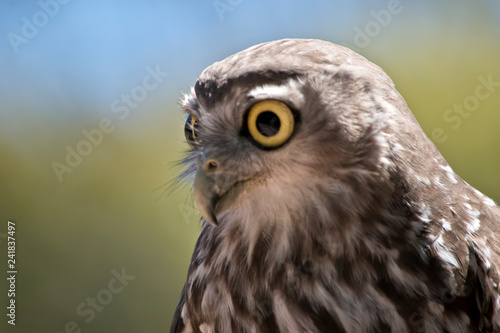 Foto a barking owl