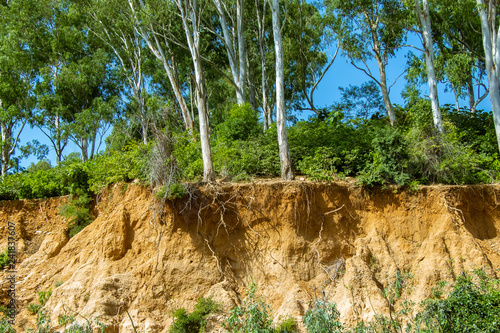 Open trees roots due to landslides, soil erosion, after road cut