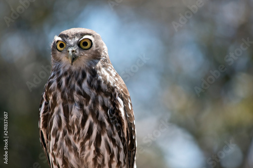 a barking owl