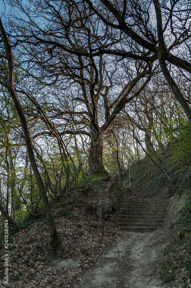 Fototapeta premium Daytime