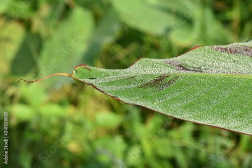 dew on a leaf