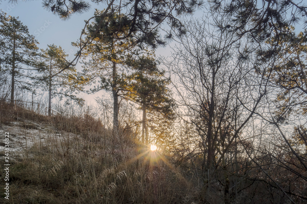 sun rise in the wood