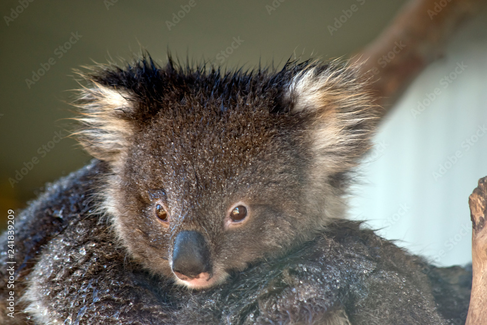 Obraz premium young koala