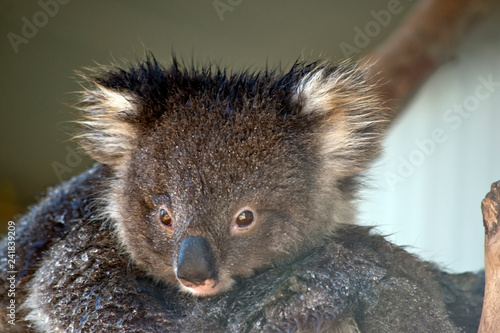 Fototapeta Naklejka Na Ścianę i Meble -  young koala