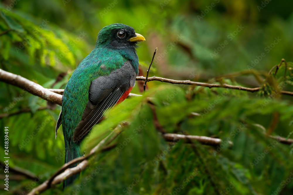 Collared Trogon - Trogon collaris  near passerine bird in the trogon family, Trogonidae, warmer parts of the Neotropics, Colombia, northern Venezuela and Trinidad and Tobago