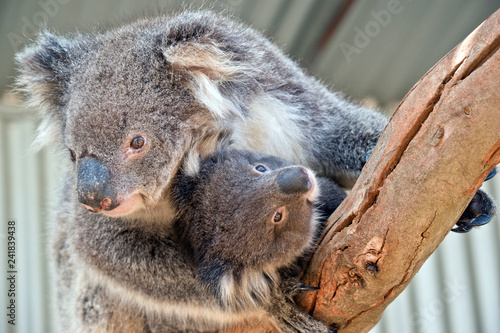 Fototapeta Naklejka Na Ścianę i Meble -  an Australian koala