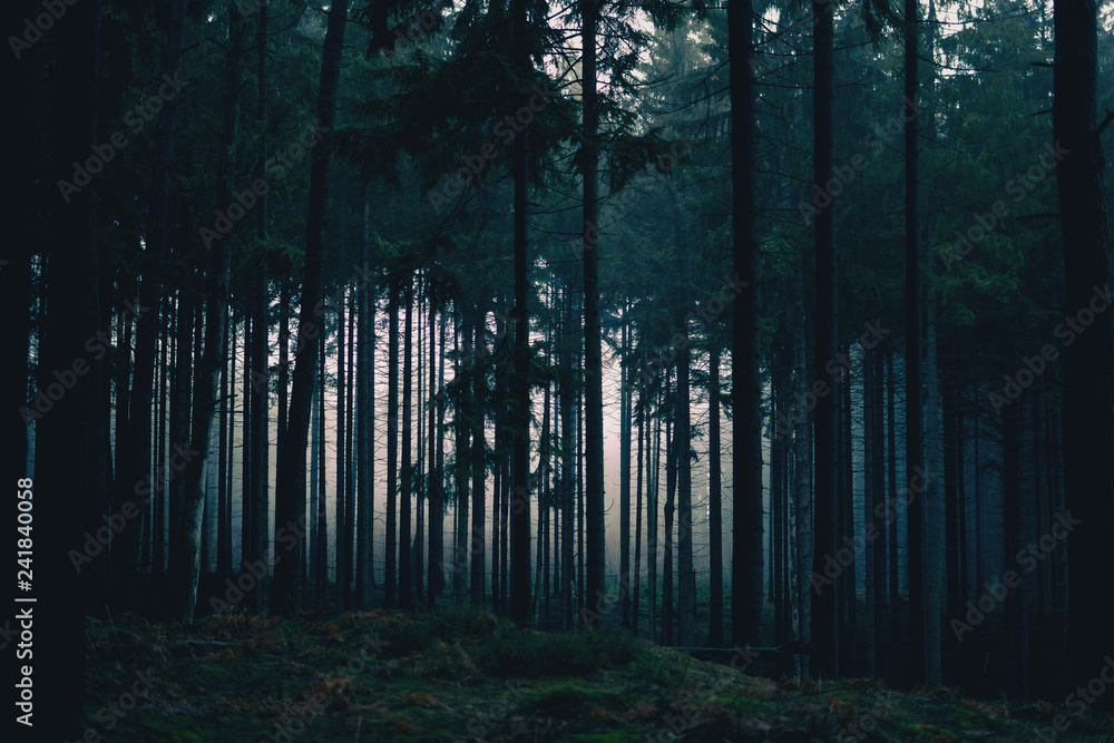 Naklejka premium Nebliger und düsterer Wald 