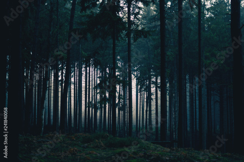 Nebliger und düsterer Wald  photo