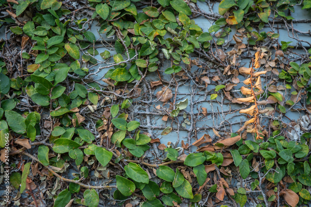 Old Ivy covered brick wall Old Ivy covered brick wall