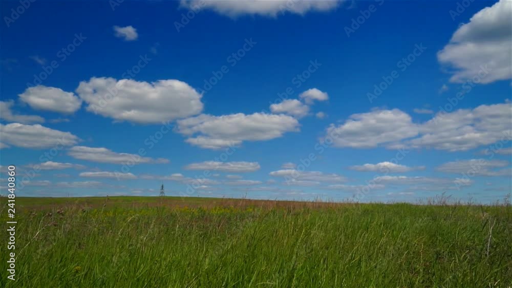Green field of young wheat. Summer rural landscape. Pastoral.