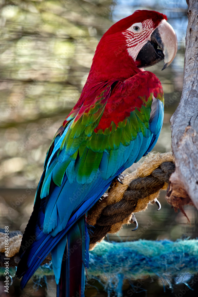 Obraz premium red-and-green macaw or green-winged macaw