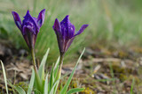 Irises bloom in the meadow in the spring