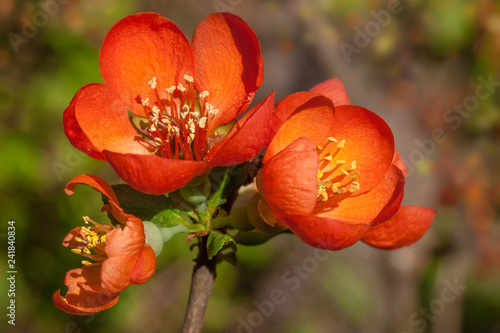 Red pink orange flowers of blooming Flowering Chaenomeles Japane