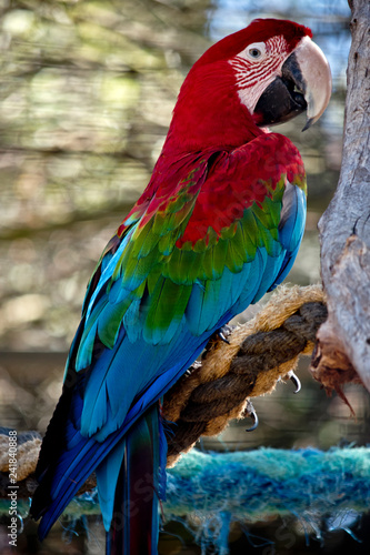 red-and-green macaw or green-winged macaw