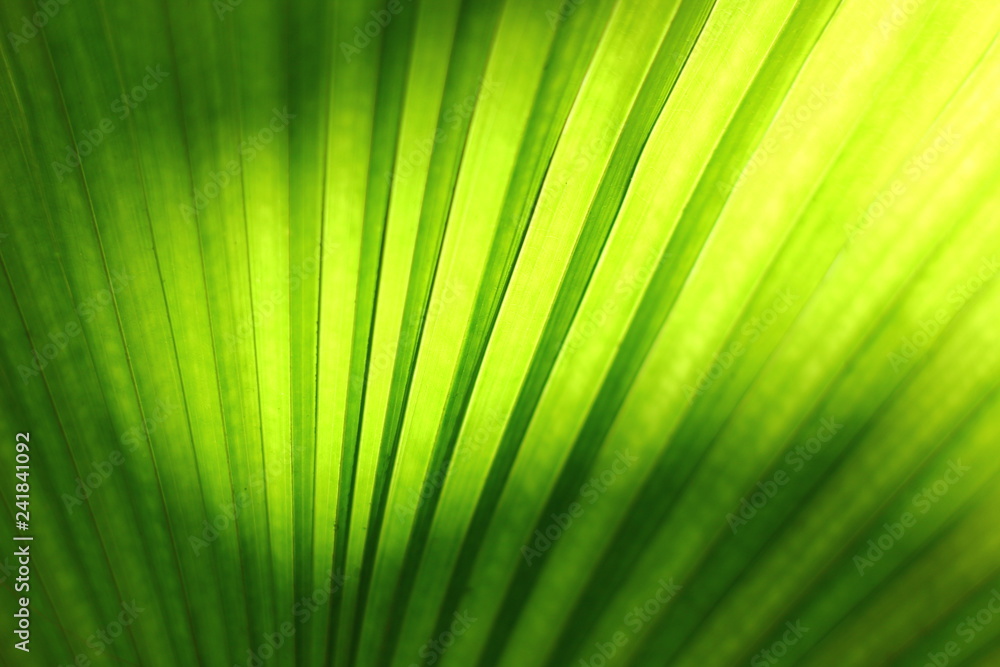 palm leaf with light impact palm leaf with light impact