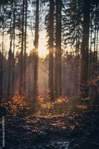 Sonnenuntergang im Wald mit Nebel im Herbst mit Blättern im Vordergrund © Oskar