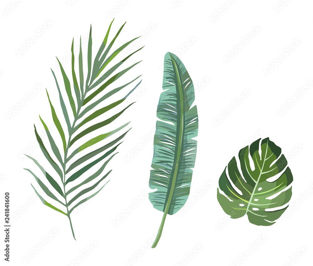 Fototapeta Set of tropical plants leaves. veector illustration