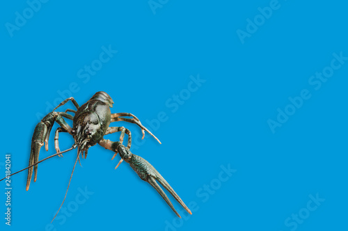 Single fresh crayfish on blue background with copy space for your text