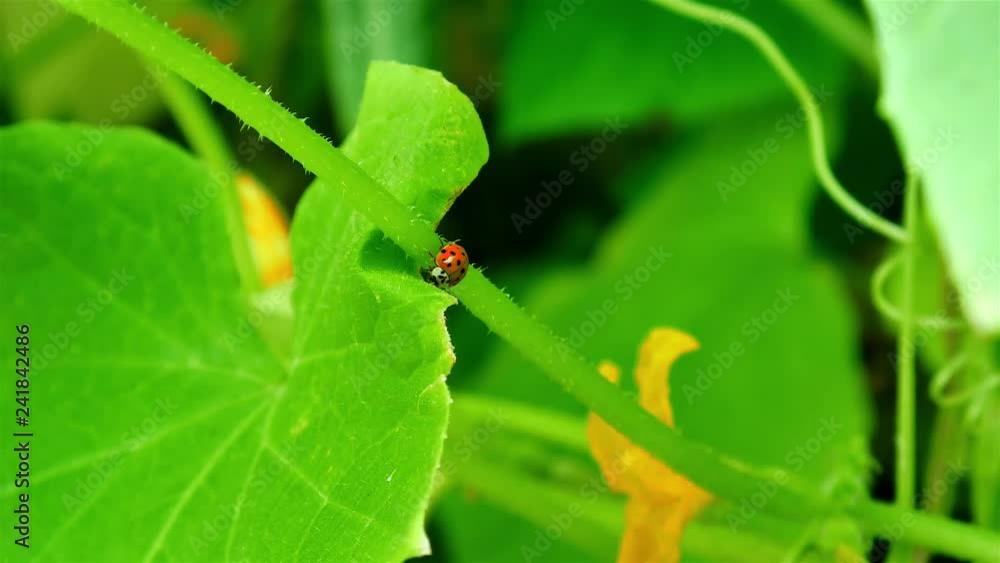 Red ladybug on green leaf close up Red ladybug on green leaf close up